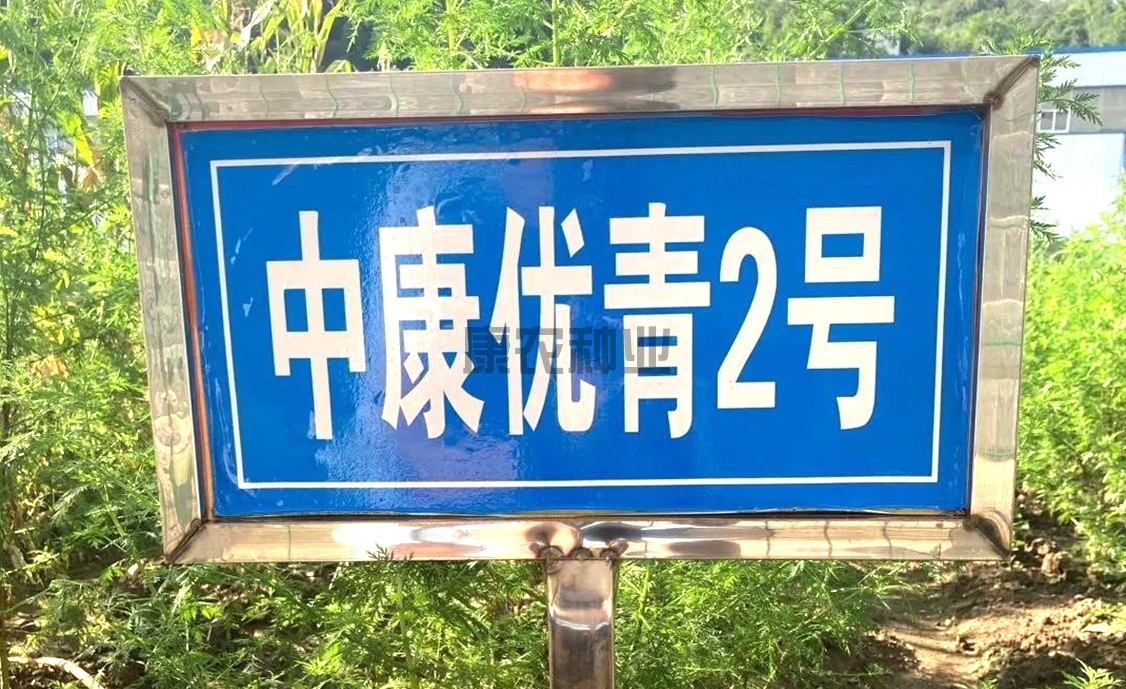 中康优青2号
