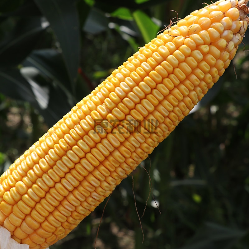 Connon Corn 508