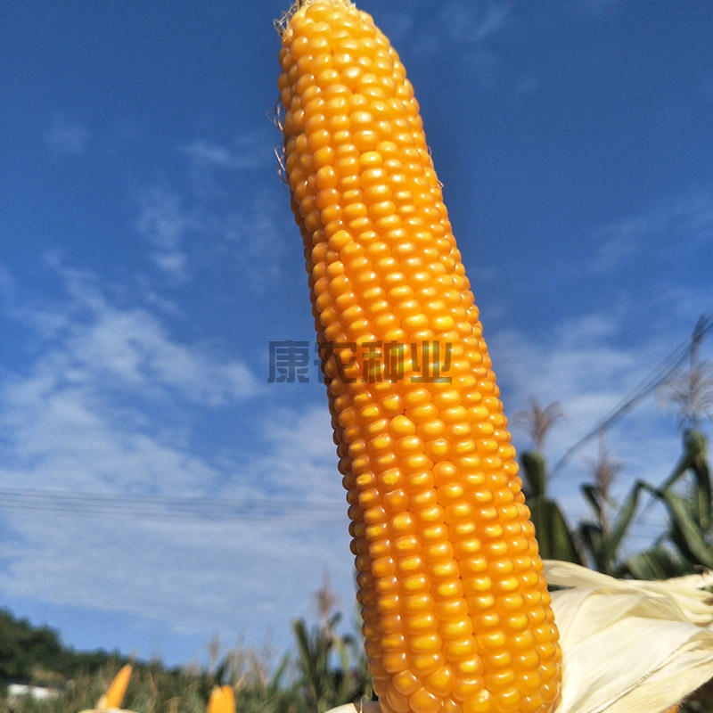 Connong Corn No. 9